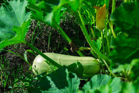 Large pale green zucchini growing on the vine with a yellow flower nearby