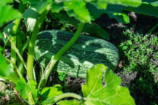 Green striped zucchini growing on the vine in a sunny garden patch