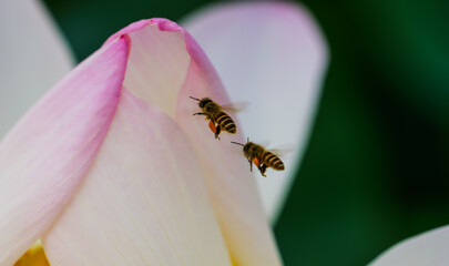 The bee airborne troops rushing toward the lotus flowers © Yf