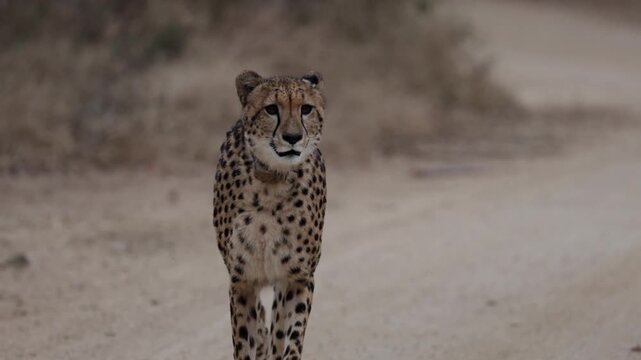 Cheetah mother calling her cubs