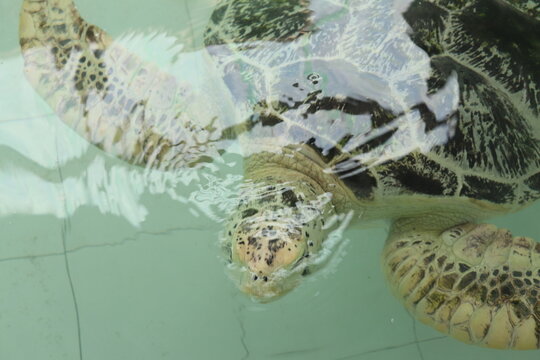 sea turtle in the sea