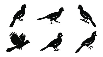 Fototapeta premium A set of six turaco bird in various poses silhouette vector icon illustrations on a white background 