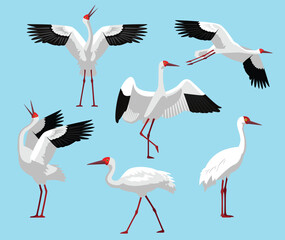 Obraz premium Siberian Crane Bird Various Poses Flying Walking Vector Character