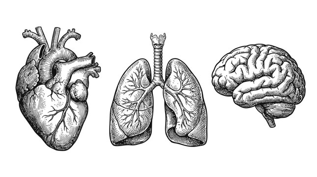 Vintage Victorian Engraving of Human Anatomy Displaying Internal Organs Including Heart Lungs Liver and Intestines Detailed Medical Vector Illustration Isolated on a White Background