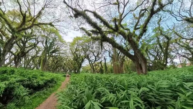Dirt path winding through Djawatan forest with ancient overgrown rain trees covered in ferns and lush green foliage in Banyuwangi