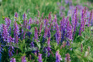 Obraz premium Close-up of blooming tufted vetch (Vicia cracca) with delicate purple flowers in a lush green meadow. Wild legume plant growing in natural habitat, captured with soft focus and shallow depth of field
