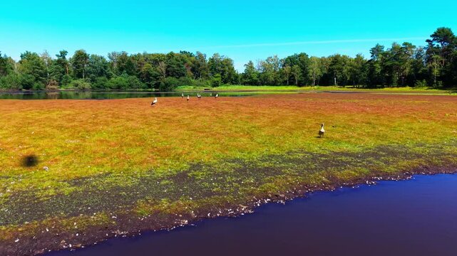 Geese on tidal mudflat with mineral-rich water and forest backdrop