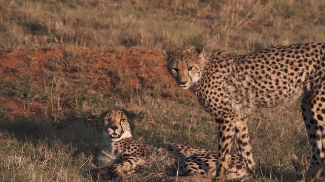 Wild cheetah pair in African savanna, majestic spotted predators resting in golden grass, cinematic wildlife footage of cheetahs in natural habitat