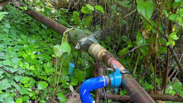 Rusty water pipe with blue elbow joint and valve leaking a strong stream into dense greenery and ivy, suggesting broken plumbing and water loss outdoors