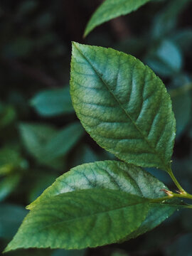 Close-up of green leaves with visible veins in dark natural foliage background.
