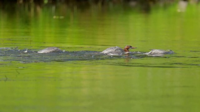 Common Merganser Ducklings Swimming in River Slow Motion Video