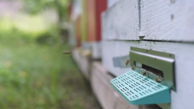  Bees fly and land  on the entrance. Flying bees. Bees in the apiary box.  Bee house. At the apiary. Bee yard in the forest
