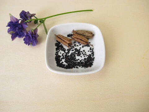 Black seeds from the columbine in a porcelain bowl with follicle fruits and flowers
