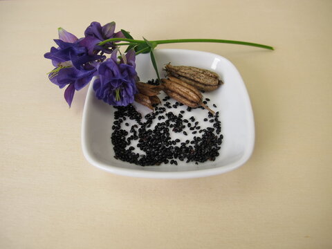 Black seeds from the columbine in a porcelain bowl with follicle fruits and flowers