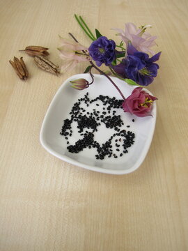 Black seeds from the columbine in a porcelain bowl with follicle fruits and flowers