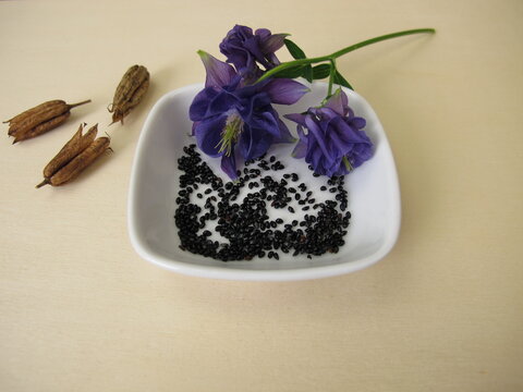 Black seeds from the columbine in a porcelain bowl with follicle fruits and flowers