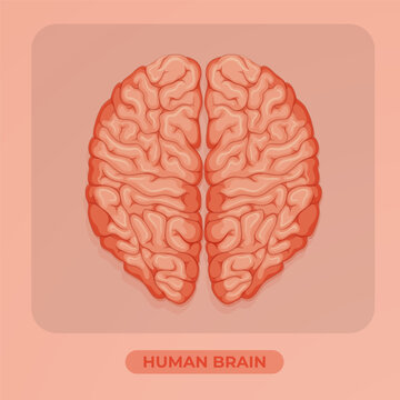 Brain illustration shows the intricate structure of the human mind with clear anatomical detail for scientific study.