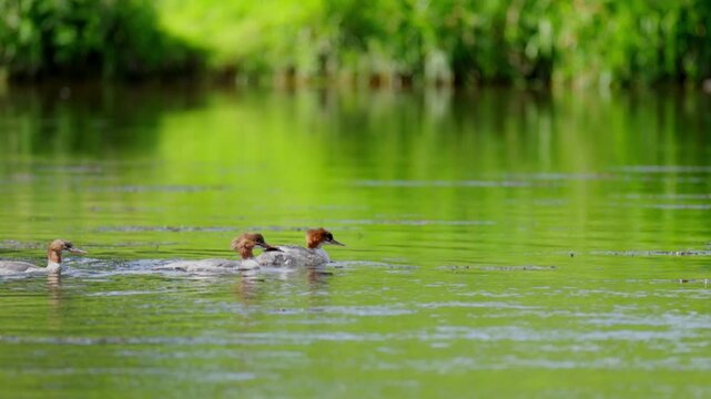 Common Merganser Ducklings Swimming in River Slow Motion Video