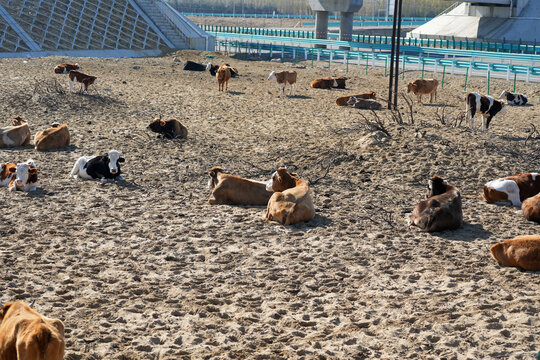 Cattle Resting on Sandy Ground Near Highway Bridge

