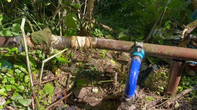 Rusty water pipe with blue elbow joint and valve leaking a strong stream into dense greenery and ivy, suggesting broken plumbing and water loss outdoors
