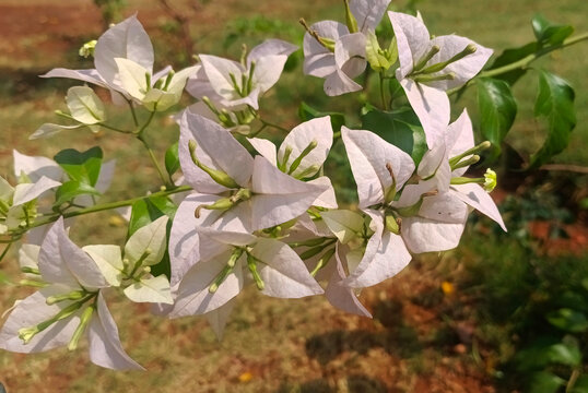 Delicate white blooms cluster on a green branch