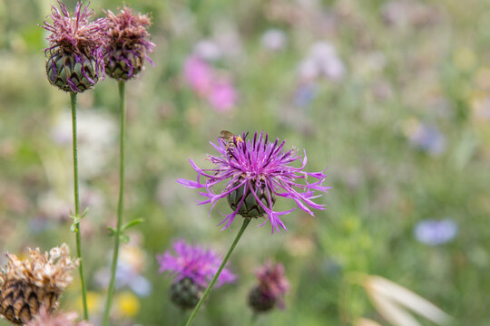 Very colorful uncultivated wild flower meadow  in summer