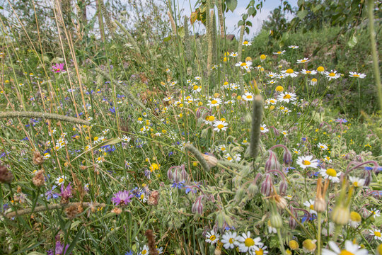 Very colorful uncultivated wild flower meadow  in summer