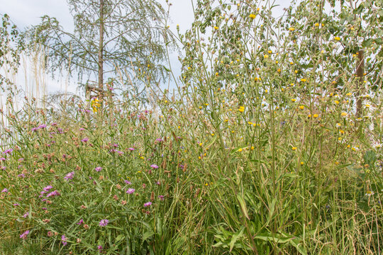 Very colorful uncultivated wild flower meadow  in summer