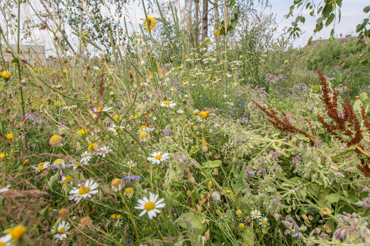 Very colorful uncultivated wild flower meadow  in summer