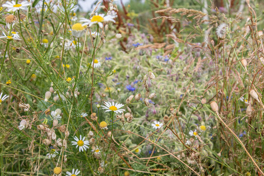 Very colorful uncultivated wild flower meadow  in summer