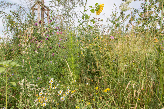 Very colorful uncultivated wild flower meadow  in summer