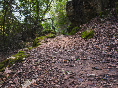 Lonely forest trail surrounded by trees