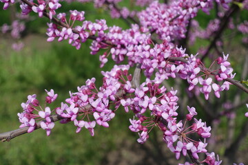 Fototapeta premium Profuse pink flowers of cercis canadensis in May