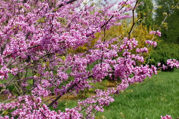 Fototapeta premium Profuse pink flowers of cercis canadensis in May