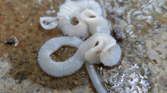 Macro of White flatworm Bipalium insect crawling slowly on a wet surface