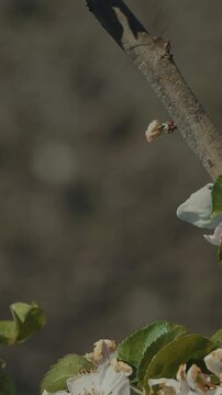 Crane Fly Tipulidae flying near white apple blossoms in spring garden