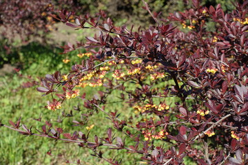 Fototapeta premium Branches of blossoming Berberis thunbergii atropurpurea in May