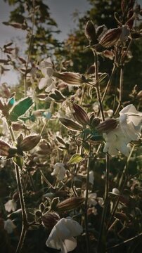 Silene Latifolia Subsp. Alba. Formerly Melandrium Album. White Campion Is A Dioecious Flowering