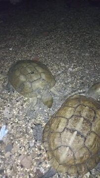 Nocturnal Moroccan Reptile Activity Tortoises on Sand

