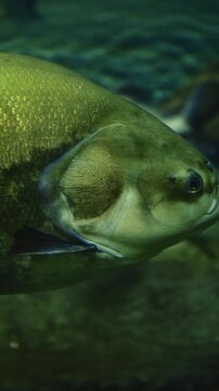 Vampire Fish - Pirandira Or Hydrolycus Armatus Close-up Side View. Hydrolycus Armatus Is Species Of Dogtooth Characin Found In Freshwater Of Tropical South America. This Predatory Fish Occasionally