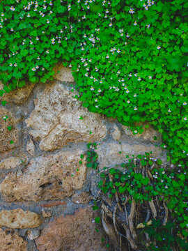Old stone wall with green wild plants