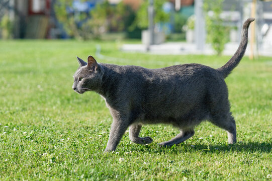 Senior Russisch Blau Kater zuhause im Garten