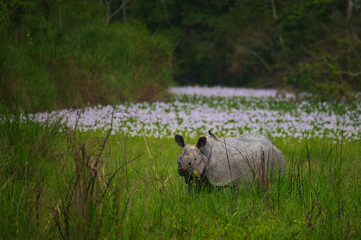 An endangered Indian one-horned rhinoceros walking through wet grassland surrounded by blooming aquatic vegetation in Kaziranga National Park, Assam, India. © Diganta Kumar sarma