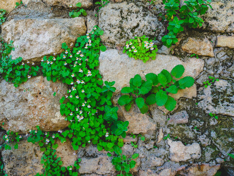 Old stone wall with green wild plants