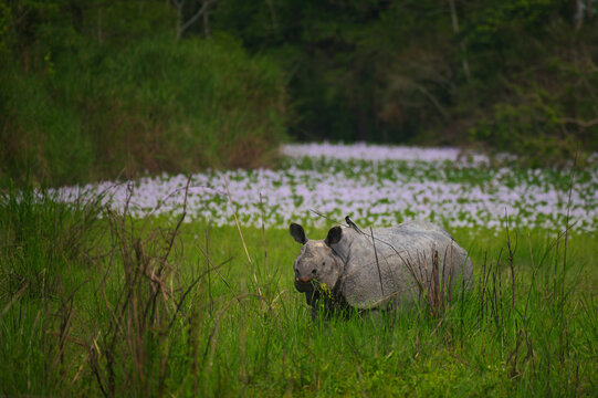 An endangered Indian one-horned rhinoceros walking through wet grassland surrounded by blooming aquatic vegetation in Kaziranga National Park, Assam, India.