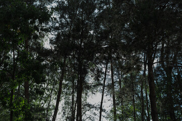 Fototapeta premium Warm light catches the crowns of tall pine trees against a bright sky in a peaceful Dutch woodland.