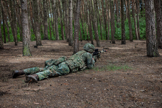 A soldier lies prone and aims a service rifle in a pine forest during a military training exercise.