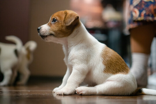 A calm puppy sitting alone on a dark floor gazing to the side with serene peaceful stillness indoors at home. Pet resting and waiting with focused quiet composure in a room with natural light.