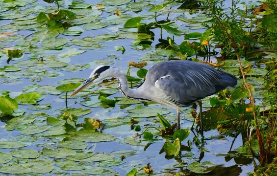 Heron bird standing in the lake with waterlilies hunting fish, waterbird background