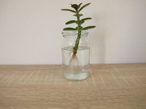Money tree cutting with new roots in a glass of water